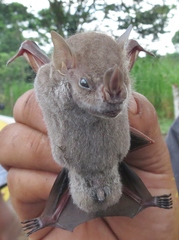 Chiroderma villosum