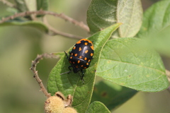 Pachycoris klugii
