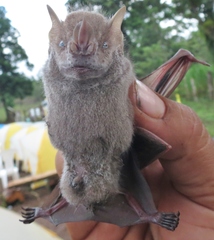 Chiroderma villosum