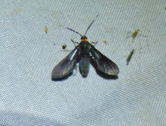 Rhynchopyga flavicollis