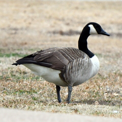 Branta canadensis
