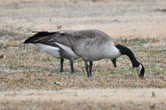 Branta canadensis