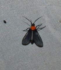 Sauritinia dubiosa
