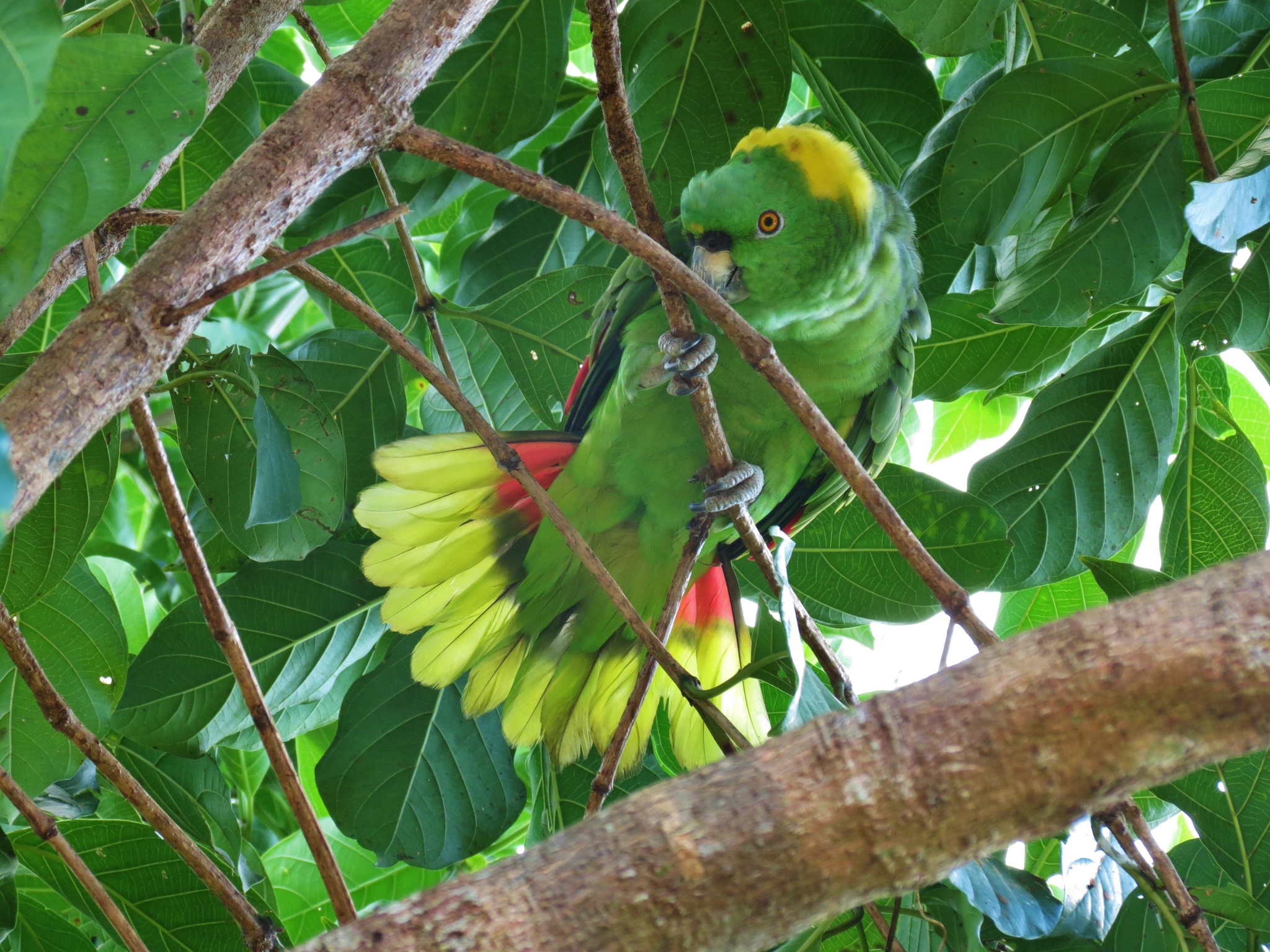 Yellow-naped Amazon EBird | atelier-yuwa.ciao.jp