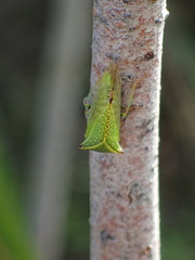 Stictocephala basalis