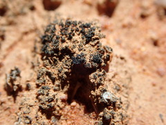 Enchylium coccophorum