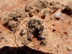 Enchylium coccophorum