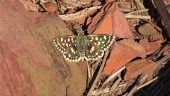 Spialia diomus
