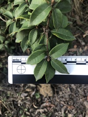 Chrysolepis chrysophylla minor