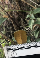 Chrysolepis chrysophylla minor