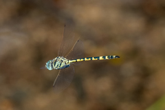 Hemicordulia intermedia