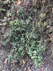 Chrysolepis chrysophylla minor