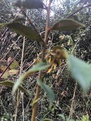 Chrysolepis chrysophylla minor