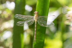 Hemigomphus comitatus