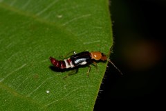 Carphurus fasciculatus
