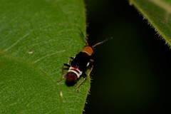 Carphurus fasciculatus