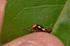 Carphurus fasciculatus