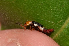 Carphurus fasciculatus