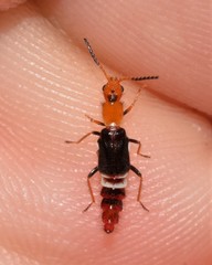 Carphurus fasciculatus