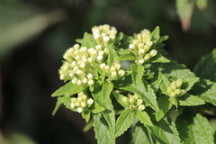 Ageratina brevipes