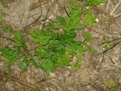 Artemisia verlotiorum