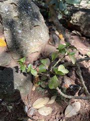 Achyranthes margaretarum