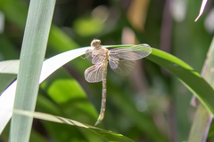 Hemigomphus comitatus