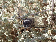 Burbunga hillieri