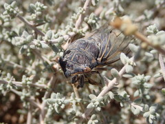 Burbunga hillieri