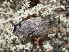 Burbunga hillieri