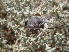 Burbunga hillieri