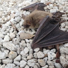 Myotis velifer