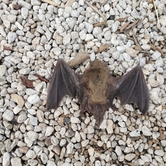 Myotis velifer