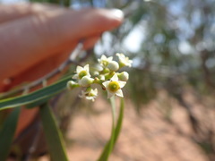 Geijera parviflora