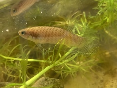 Betta bellica