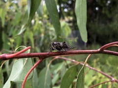 Atrapsalta corticina