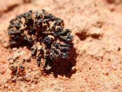 Enchylium coccophorum