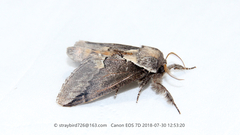 Odontosiana tephroxantha