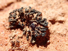 Enchylium coccophorum