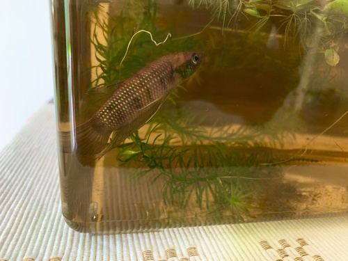 Fraaie strijdvis (Betta pulchra) — Osphronemidae — 3