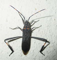 Hypselopus gigas