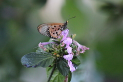 Acraea neobule neobule