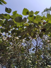 Macaranga denticulata