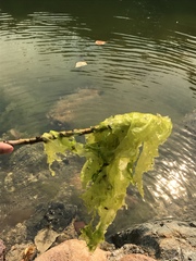 Ulva lactuca