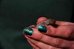 Uta stansburiana stansburiana