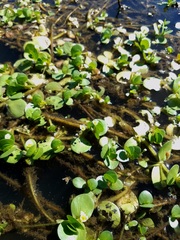 Bacopa rotundifolia