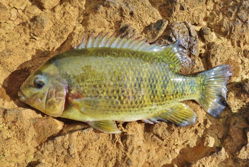 Tuba cichlid (Tomocichla tuba) — Cichlidae — 5