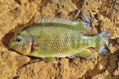 Tomocichla tuba