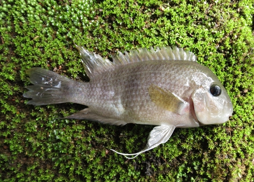 Poor man's tropheus (Hypsophrys nematopus) — Cichlidae — 4