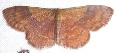 Leptostales rubromarginaria